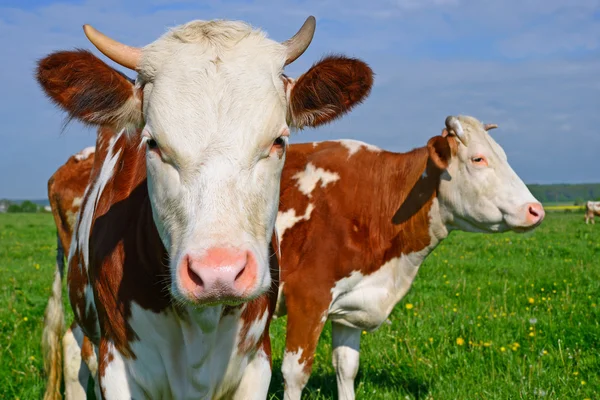 Il vitello su un pascolo estivo in un paesaggio rurale . — Foto Stock