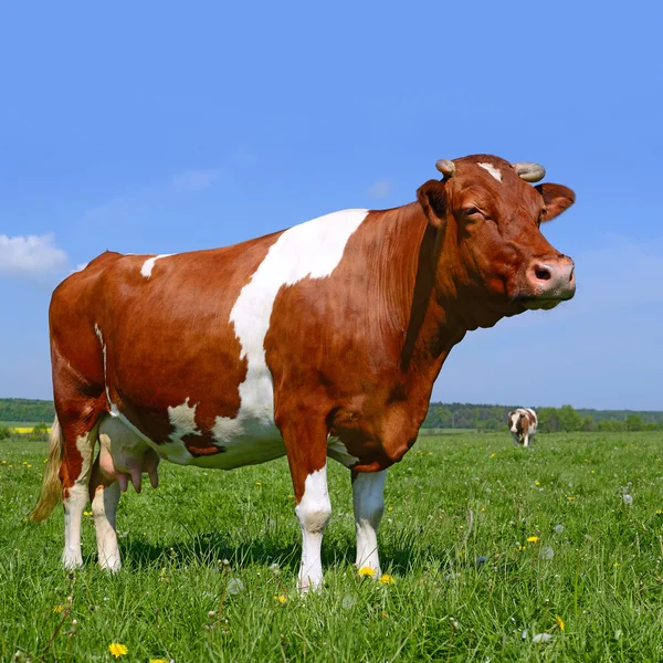 Una vaca en un pasto de verano en un paisaje rural de verano — Foto de Stock