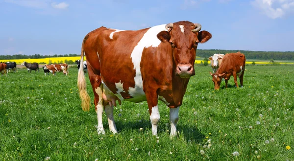 En kor på en fäbod i en sommar landsbygdens landscap — Stockfoto