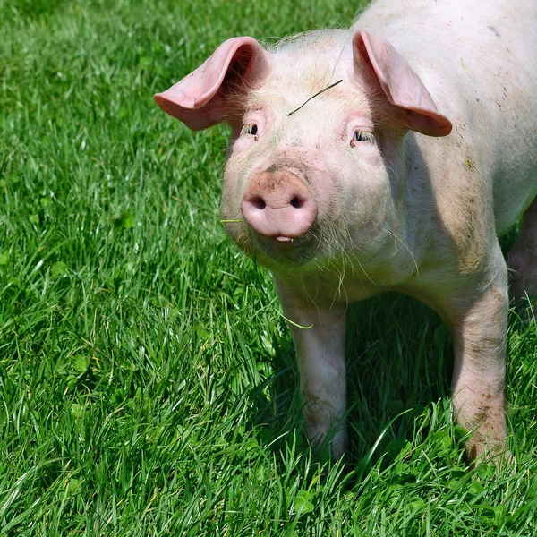 시골 풍경에 푸른 잔디에 작은 돼지 — 스톡 사진