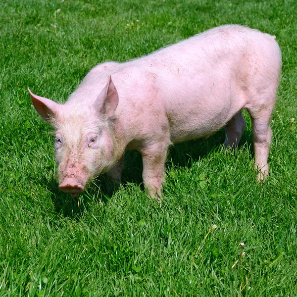 Um pequeno porco em uma grama verde em uma paisagem rural — Fotografia de Stock