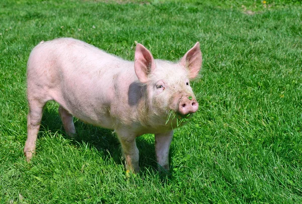 Un porc mic pe o iarbă verde într-un peisaj rural — Fotografie, imagine de stoc