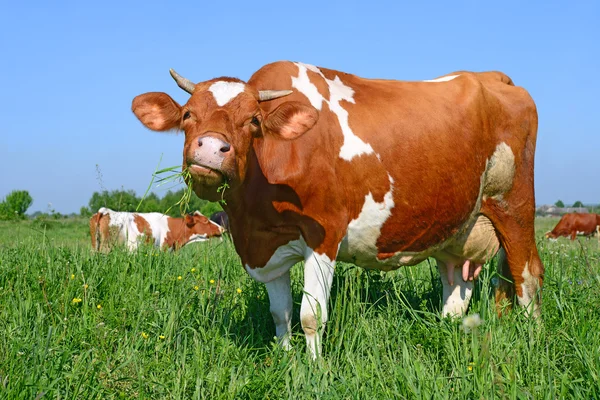 Uma vaca em um pasto de verão em um landscap rural de verão — Fotografia de Stock