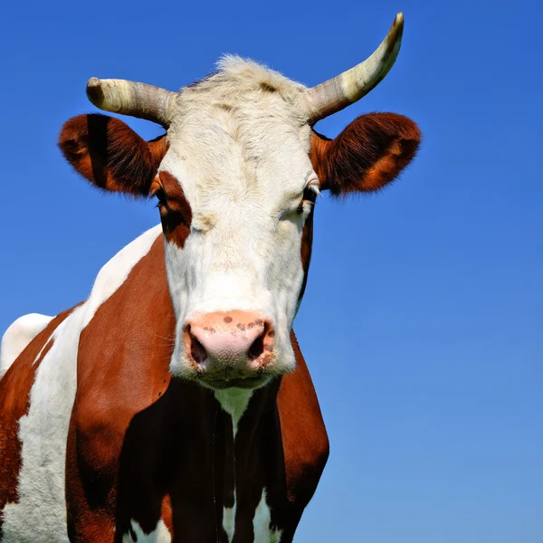 A head of a cow close up against the sky in a rural landscape — Stock Photo, Image