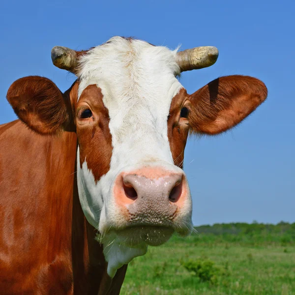 Een koe op een zomer grasland in een zomer rural dan — Stockfoto