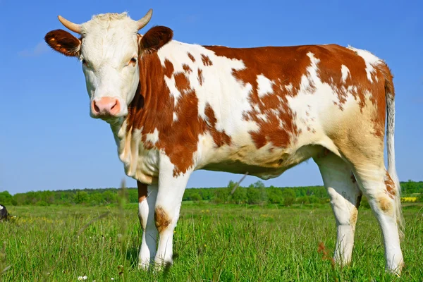 Das Kalb auf der Sommerweide in ländlicher Landschaft. — Stockfoto