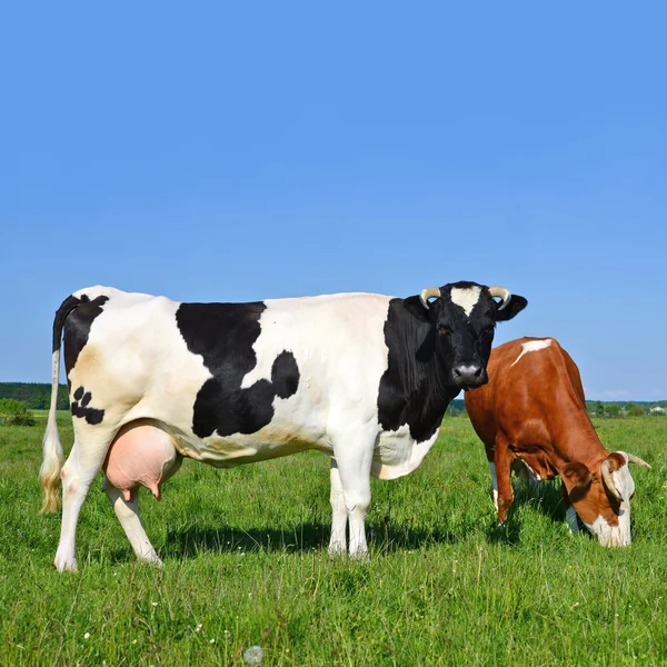 Une vache sur un pâturage d'été dans un paysage rural d'été — Photo