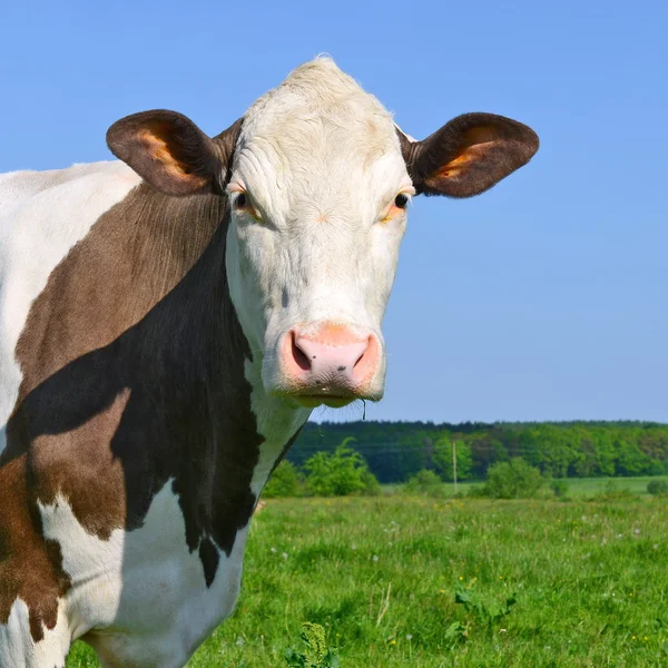 夏の農村 landscap の夏の牧草地の牛 — ストック写真