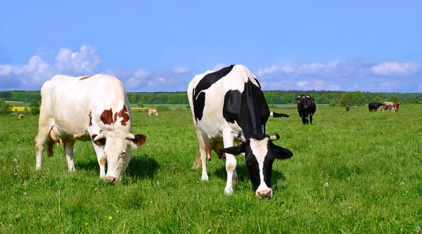 Krowy na pastwisku lato w wiejskich lagunowe oraz ogród letni — Zdjęcie stockowe
