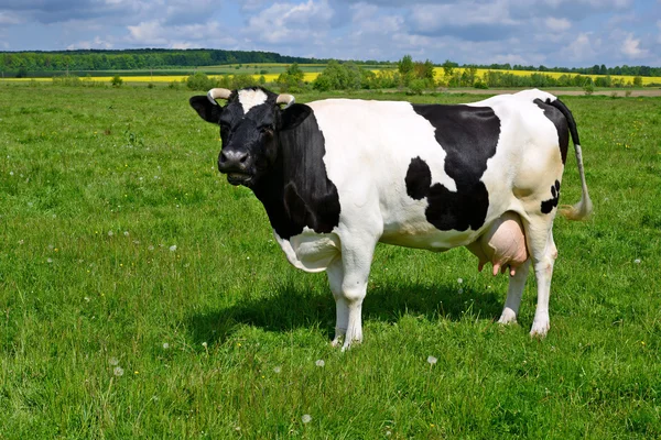 Una vaca en un pasto de verano en un paisaje rural de verano —  Fotos de Stock