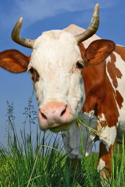 Eine Kuh auf einer Sommerweide in einer ländlichen Sommerlandschaft — Stockfoto