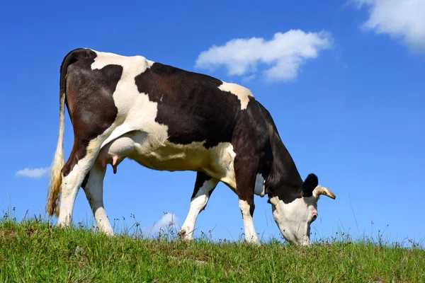 Uma vaca em um pasto de verão em um landscap rural de verão — Fotografia de Stock
