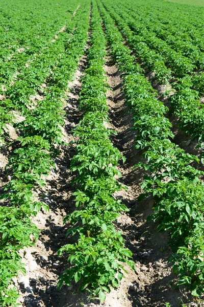 Campo de patatas en un paisaje rural —  Fotos de Stock