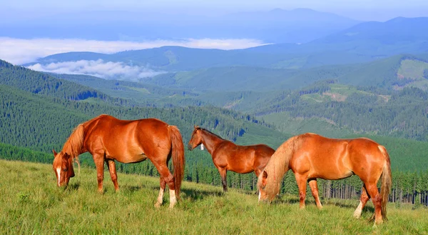 Άλογα σε ένα λιβάδι το καλοκαίρι στα Καρπάθια Όρη. Ουκρανία — Φωτογραφία Αρχείου