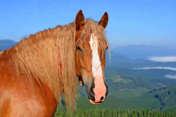Cavallo su un pascolo estivo tra i Carpazi. Ucraina — Foto Stock