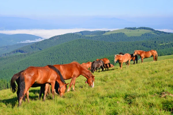 Paarden op het weiland van een zomer in de Karpaten. Oekraïne Rechtenvrije Stockafbeeldingen