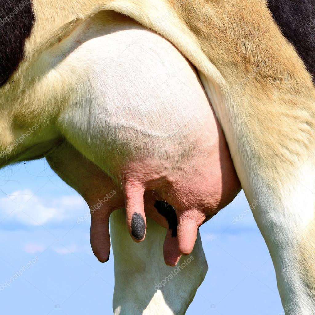 An udder of a young cow close up.