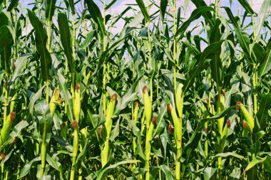 Kırsal manzara içinde genç Mısır