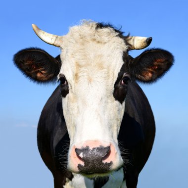 bir inek başkanı kapatmak kırsal manzara gökyüzüne karşı. 