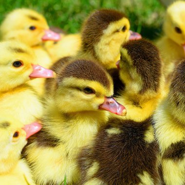 Ördek yavrusu yürüyüş bir yaz peyzaj