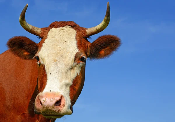 A head of a cow close up against the sky in a rural landscape. — Stock Photo, Image