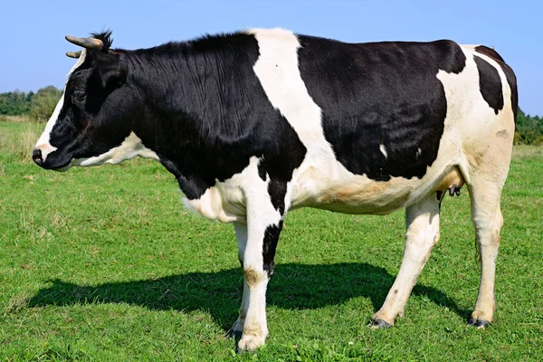Корова на летнем пастбище в летней сельской местности — стоковое фото