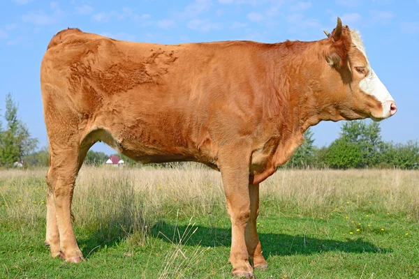 Das Kalb auf der Sommerweide in ländlicher Landschaft. — Stockfoto