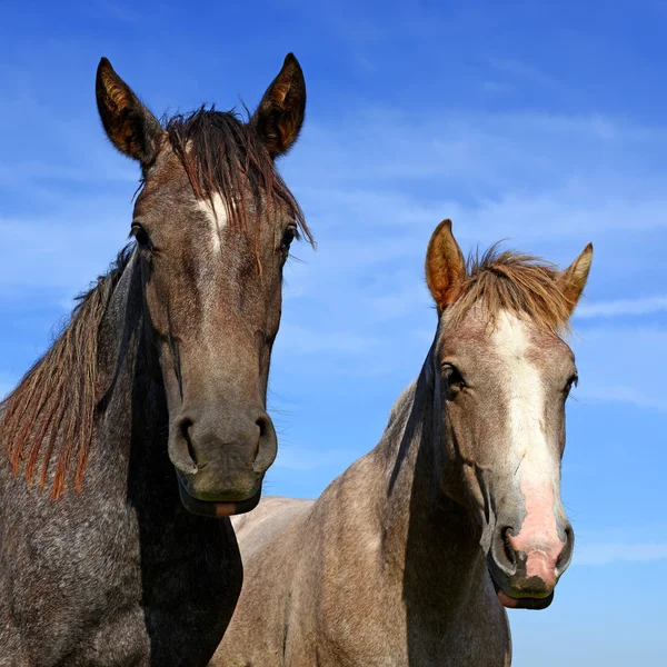 Cabezas de caballos se acercan al cielo en un paisaje rural . —  Fotos de Stock