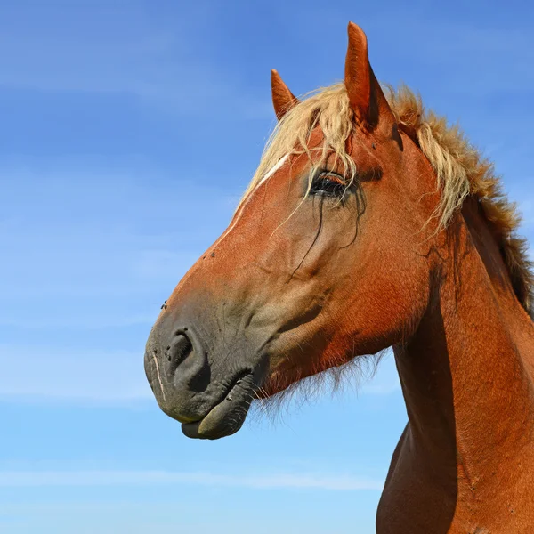A cabeça de um cavalo fechar-se contra o céu em uma paisagem rural — Fotografia de Stock