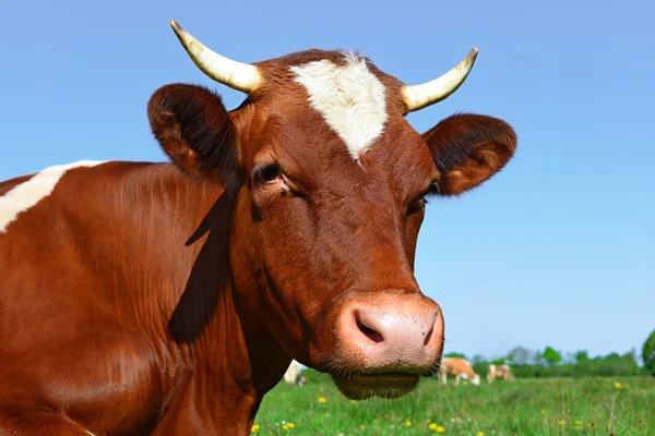 Голова корови крупним планом проти пасовища в сільському пейзажі . — стокове фото