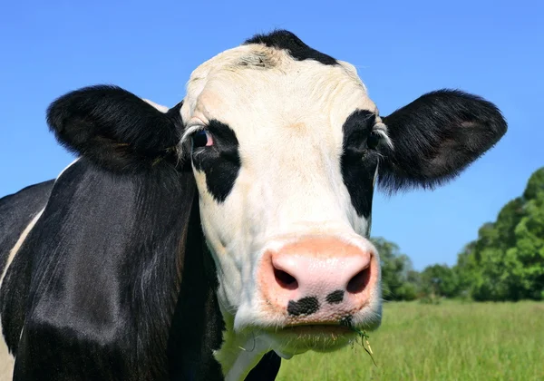 Głową krowy zamknąć przed pastwiska w wiejski krajobraz — Zdjęcie stockowe