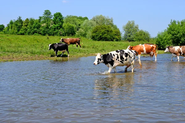 Kühe forden kleinen Fluss in einer hellen Sommerlandschaft — Stockfoto