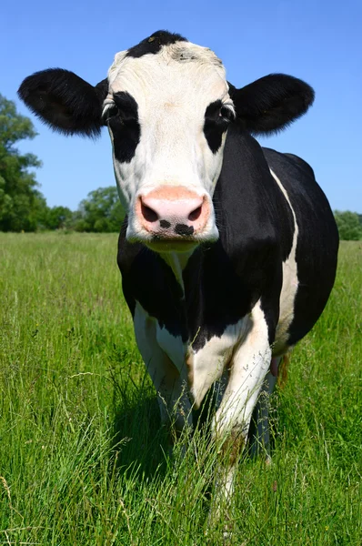 A cow on a summer pasture in a summer rural landscape — Stock Photo, Image