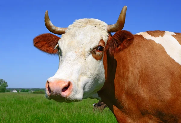 Uma cabeça de uma vaca fecha-se contra um pasto em uma paisagem rural — Fotografia de Stock