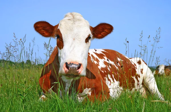 一个夏天一头奶牛牧场在夏天农村风景 — 图库照片