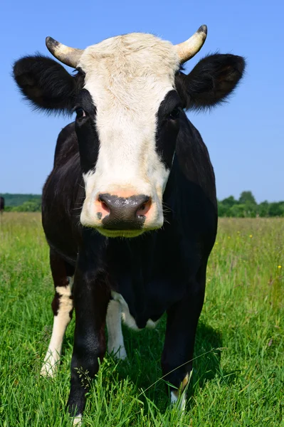 Uma vaca em um pasto de verão em uma paisagem rural de verão — Fotografia de Stock