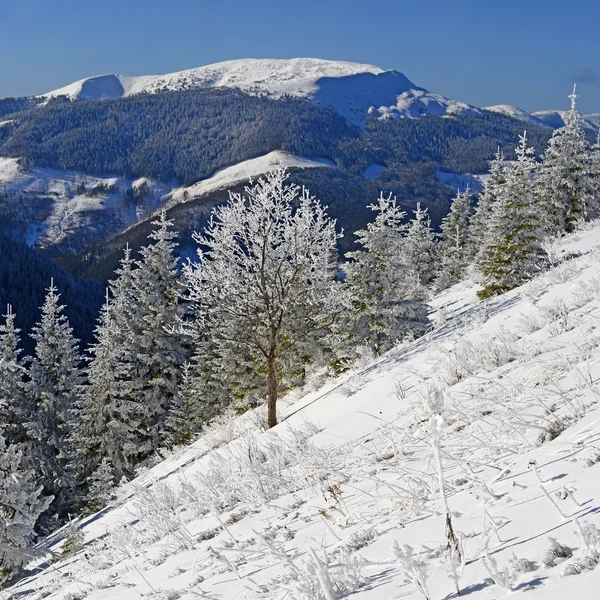 Winter on a hillside in a mountain landscape Royalty Free Stock Images
