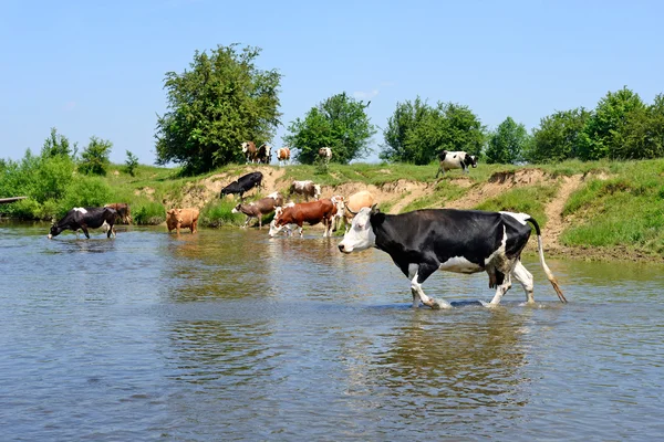 Cows ford small river in a bright summer landscape — Stock Photo, Image