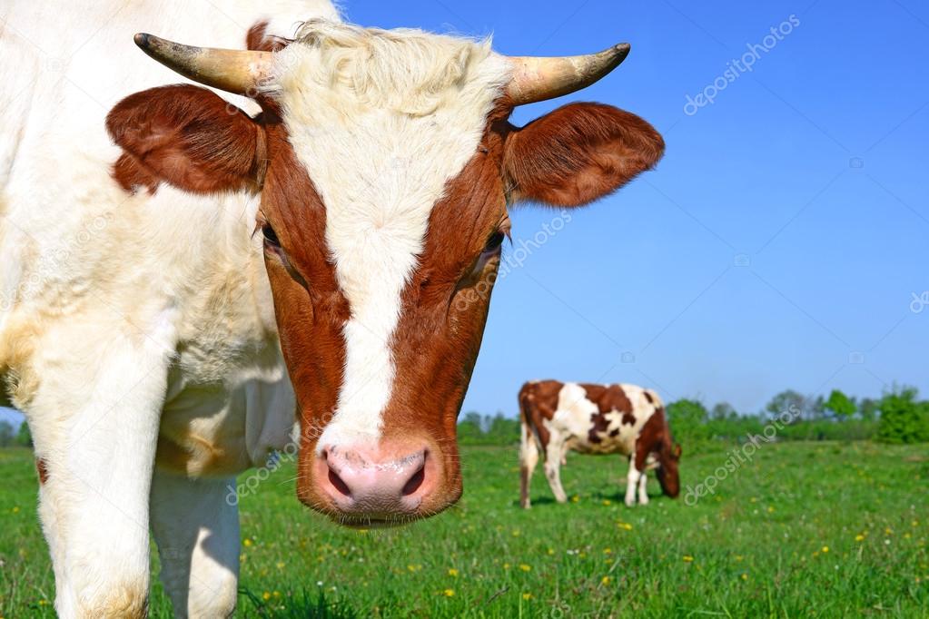 A head of a cow close up against a pasture in a rural landscape.