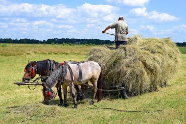 Transportation of hay by a cart in a summer landscape clipart