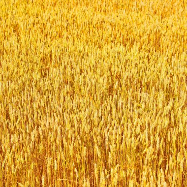 Kırsal manzara alanında tahıl