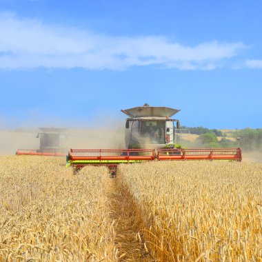 Tahıl hasat kırsal manzara içinde birleştirme.