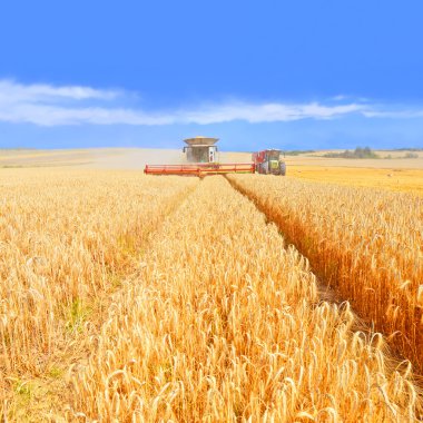 Tahıl hasat traktör römork tahıl tankına aşırı yükleme.