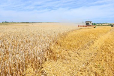 Tahıl hasat kırsal manzara içinde birleştirme.