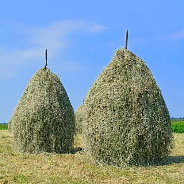 Сено в стогах в летнем сельском пейзаже — стоковое фото