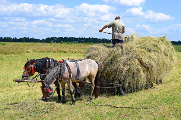 Transportation of hay by a cart in a summer landscape