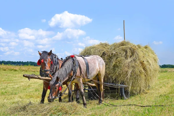 Přeprava sena o vozík v letní krajina — Stock fotografie