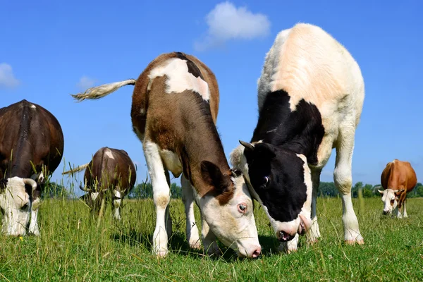 . Cows on a summer pasture in a summer rural landscape. — Stock Photo, Image