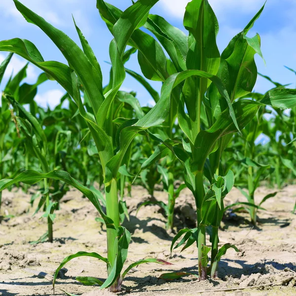 Corn field with young shoots — Stock Photo, Image