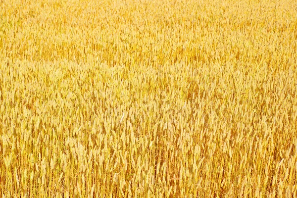 Campo de grãos na paisagem rural — Fotografia de Stock